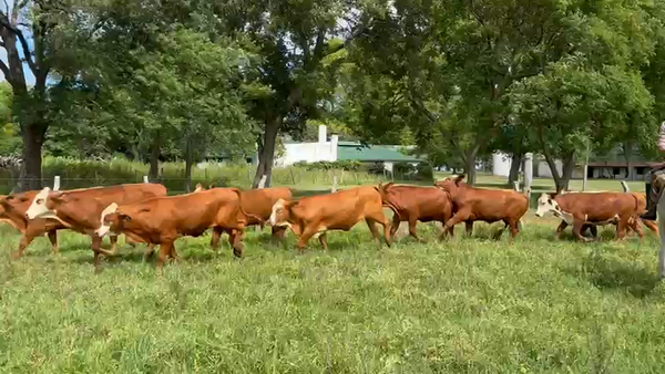 Lote 160 Novillitos