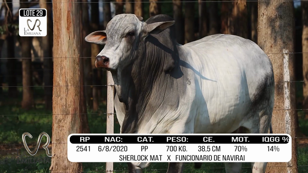 Lote LOTE 29