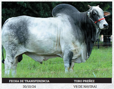 Lote LOTE 1 - PREÑECES