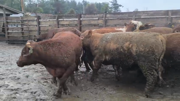 Lote 20 Novillo Gordo en Los Ángeles, VIII Región Biobío
