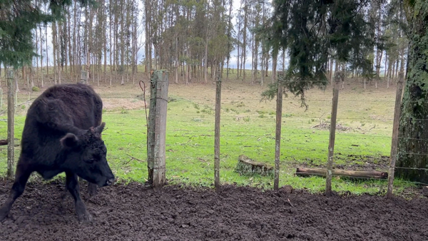 Lote 31 Vaquillonas preñadas en Siete Cerros, Rocha