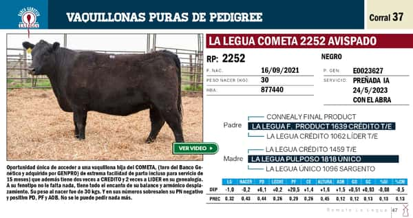 Lote VAQUILLONAS PP REMATE