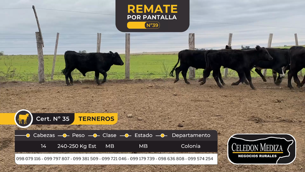 Lote 14 Terneros en La Horqueta, Colonia