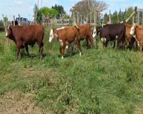 Lote Terneros y Terneras