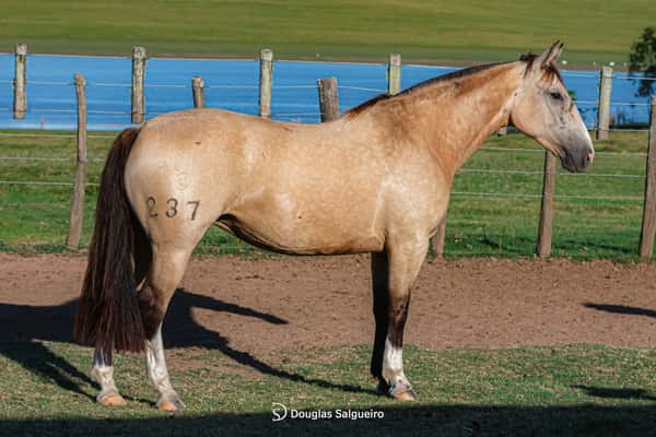 Lote LUNA NUEVA DE LA COLINA