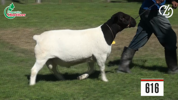 Lote Ovejas Dorper
