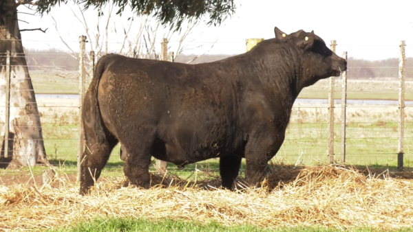 Lote TOROS PUROS POR CRUZA