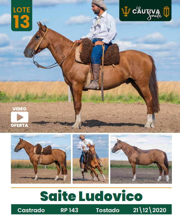 Lote LOTE 13