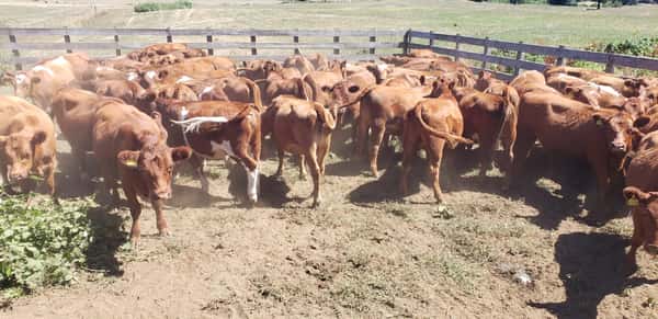 Lote 60 Vaquilla Engorda en Futrono, XIV Región Los Ríos