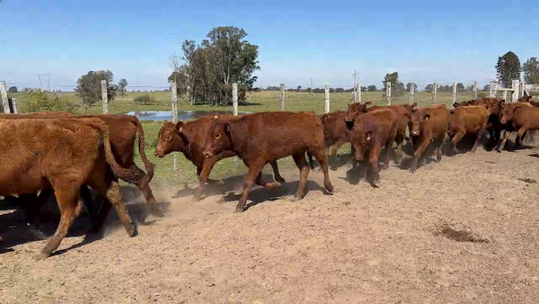 Lote 70 Terneras en Buena Vista, Cerro Largo