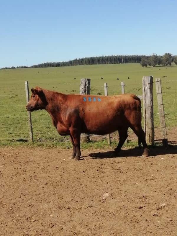Lote 4 VACAS SA PREÑADAS