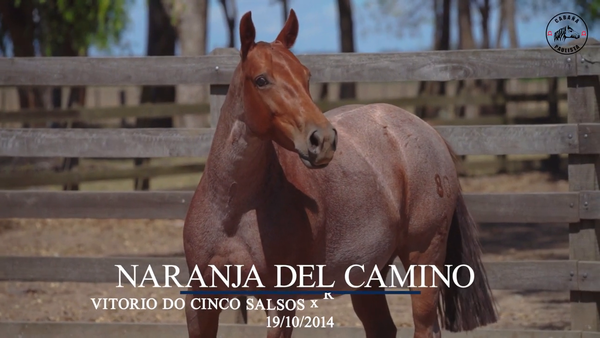 Lote Naranja Del Camino