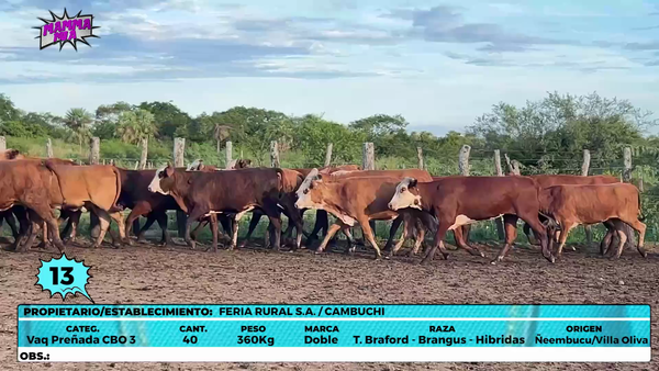 Lote LOTE 13