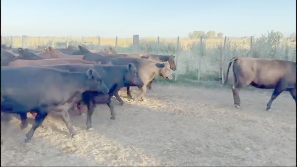 Lote 190 Novillitos y Vaquillonas en Brandsen