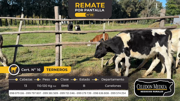 Lote 13 Terneros en Canelones