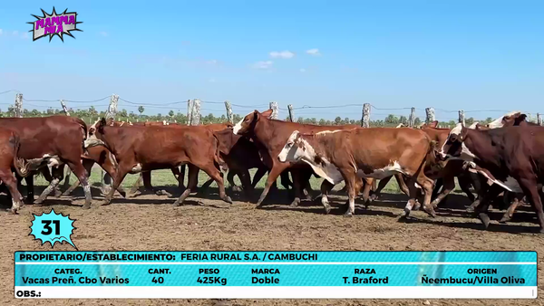 Lote LOTE 31