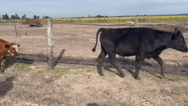 Lote 9 Novillos 1 a 2 años ANGUS CRUZAS a remate en Pantalla - Luis Zaldua 220kg -  en N HESPERI