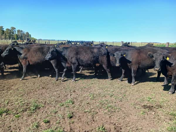 Lote 39 Vacas NUEVA PÑ en Rauch