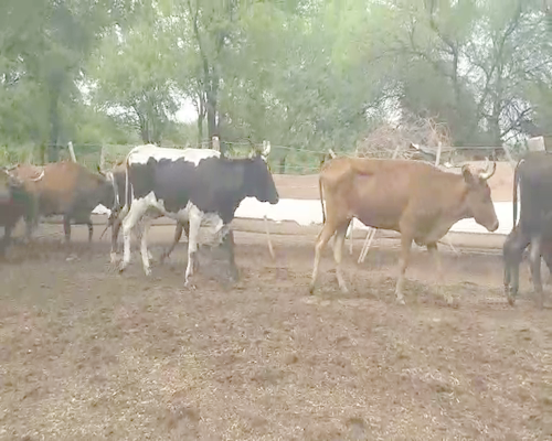 Lote 35 Vacas de invernar en Monte Quemado, Santiago del Estero