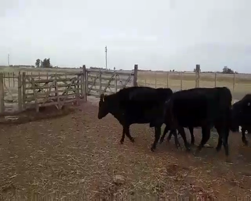 Lote 30 Vacas medio uso en Pehuajó, Buenos Aires