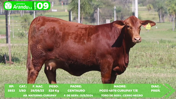 Lote LOTE 9