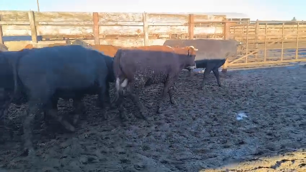 Lote 40 Novillo Gordo en Los Ángeles, VIII Región Biobío