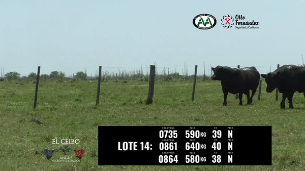 Lote 3 Toros a remate en El Ceibo - Angus, Artigas