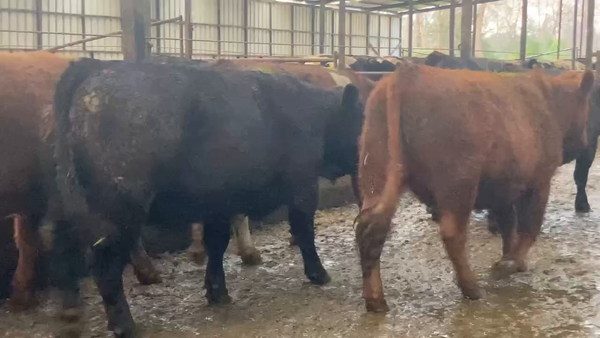 Lote 25 Novillo Gordo en Río Bueno, XIV Región Los Ríos