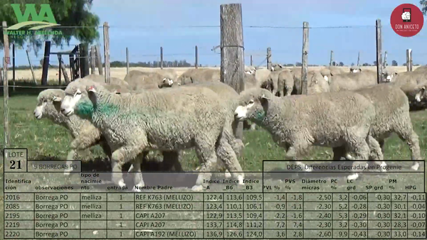 Lote 5 Borregas Selectas