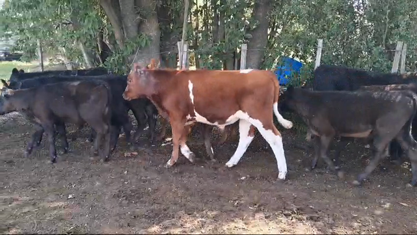 Lote TERNEROS