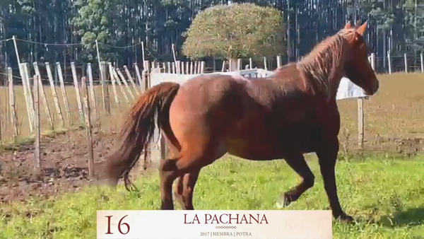 Lote Lote 16