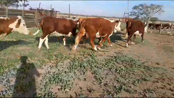 Lote 30 Vacas Consumo e Invernada Braford en Cacique Ariacaiquin, Santa Fe