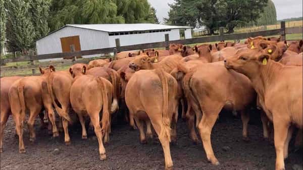 Lote 50 Vaquilla Engorda en Puerto Octay, X Región Los Lagos