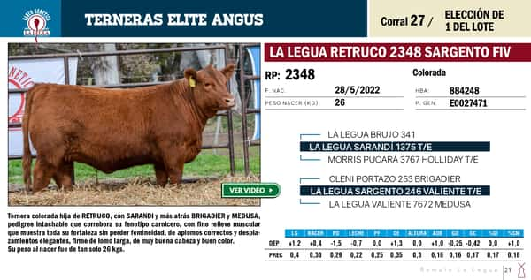 Lote TERNERAS ELITE