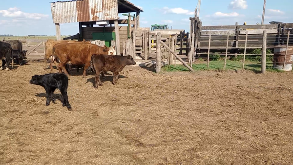 Lote 15 Vacas CUT C/C y PÑ en Villegas