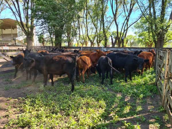 Lote 36 Novillitos en Gral. Lamadrid, Buenos Aires