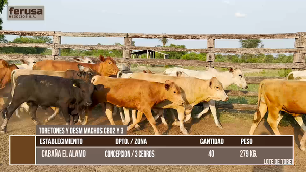 Lote LOTE 9