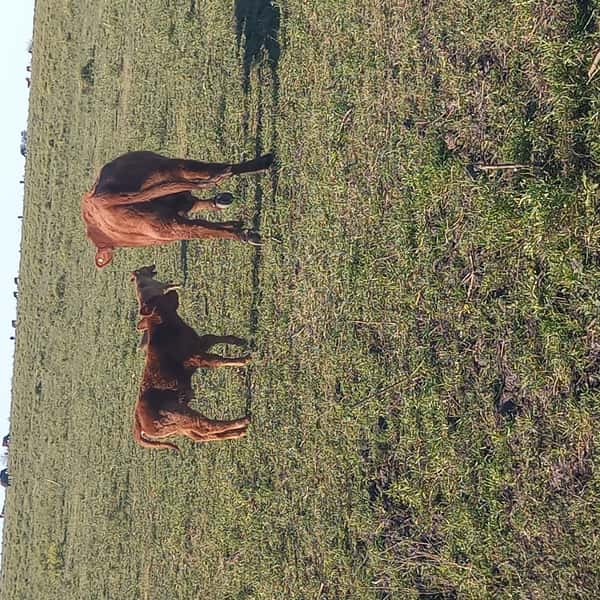 Lote 75 Vaquillonas C/ cria en Entre Ríos, Basavilbaso