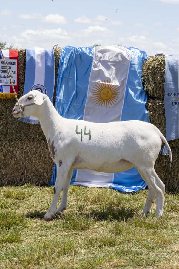 Lote SANTA INES P.P.C.