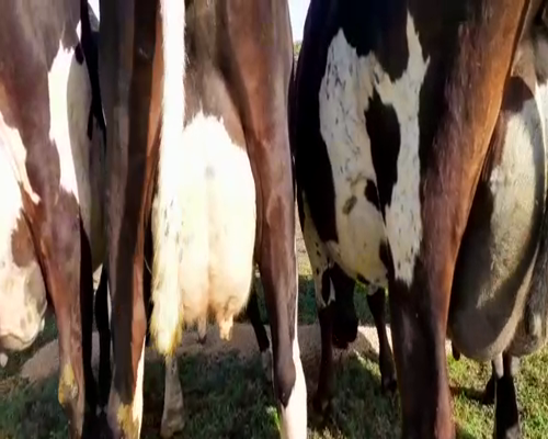 Lote Vacas en produccion Hornero Chico 4