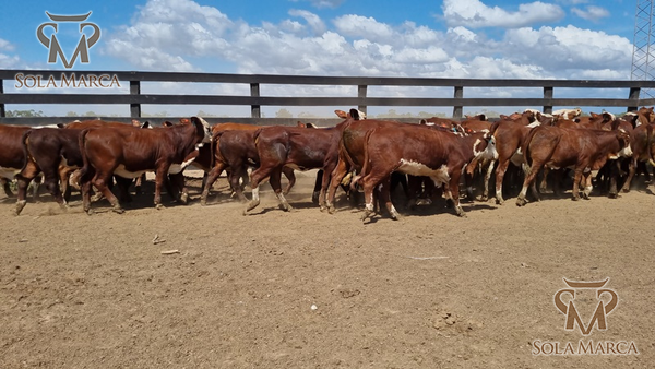 Lote Terneras CBO 2
