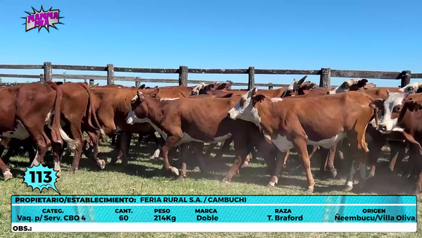 Lote LOTE 113