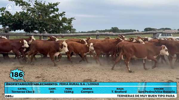Lote LOTE 186