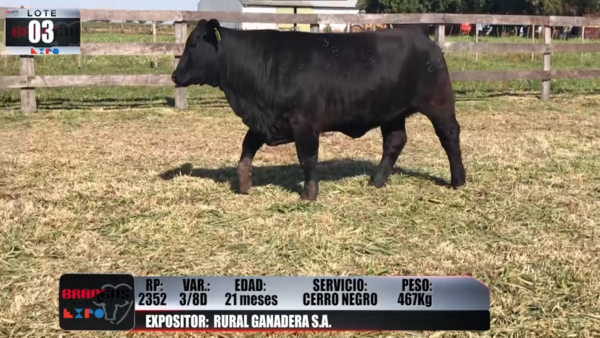 Lote Brangus a Campo Expo 2022 - Lote 3