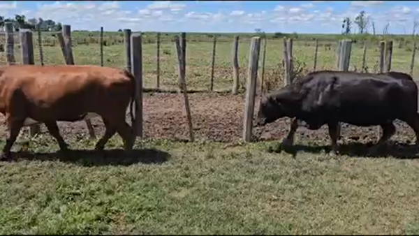 Lote 50 Vacas de invernar en Pirané, Formosa