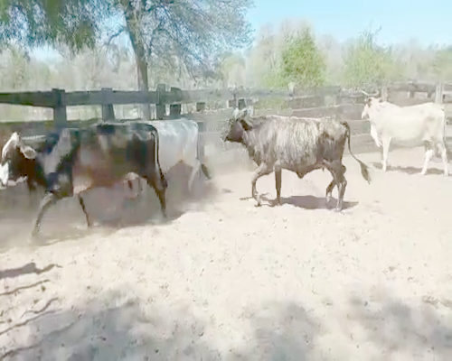 Lote 35 Vacas de invernar en Monte Quemado, Santiago del Estero