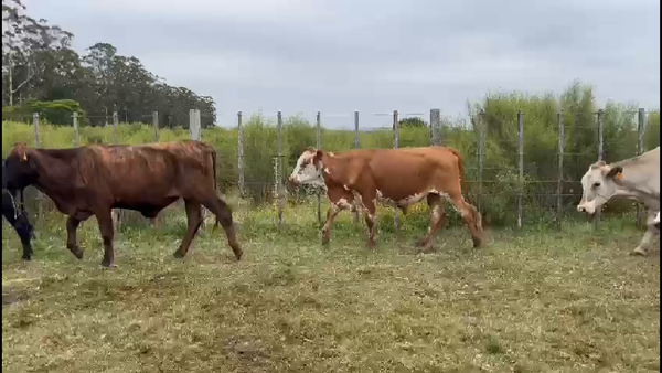 Lote 122 Novillos 2 a 3 años en Maldonado