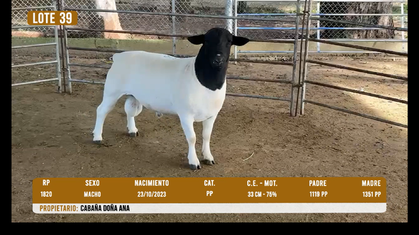 Lote LOTE 39