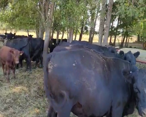 Lote 57 Vaca Exportación en Freire, IX Región Araucanía