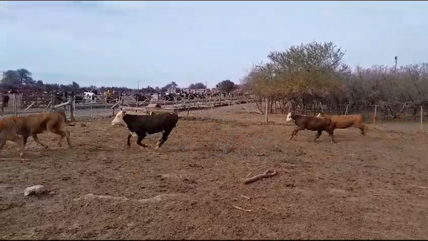 Lote 44 Terneras Braford y sus cruzas en Cululú, Santa Fe